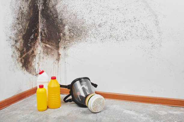 Best Health and Safety Mold Remediation in College Place, WA