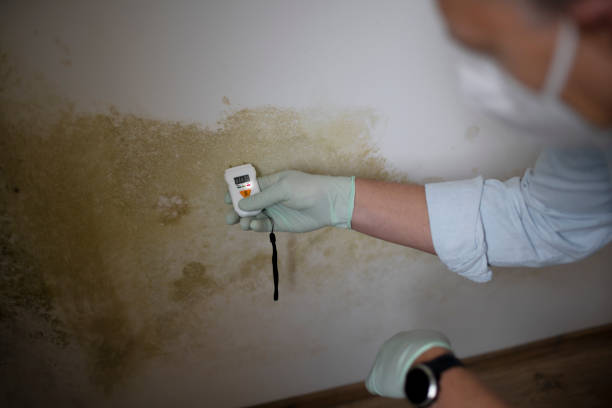 Best Mold Remediation for Specific Building Types in College Place, WA