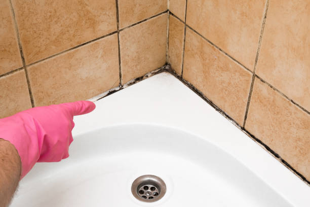 Best Mold Testing and Inspection Services in College Place, WA